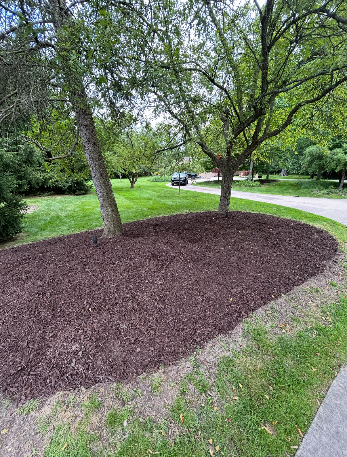 Tree bed mulching